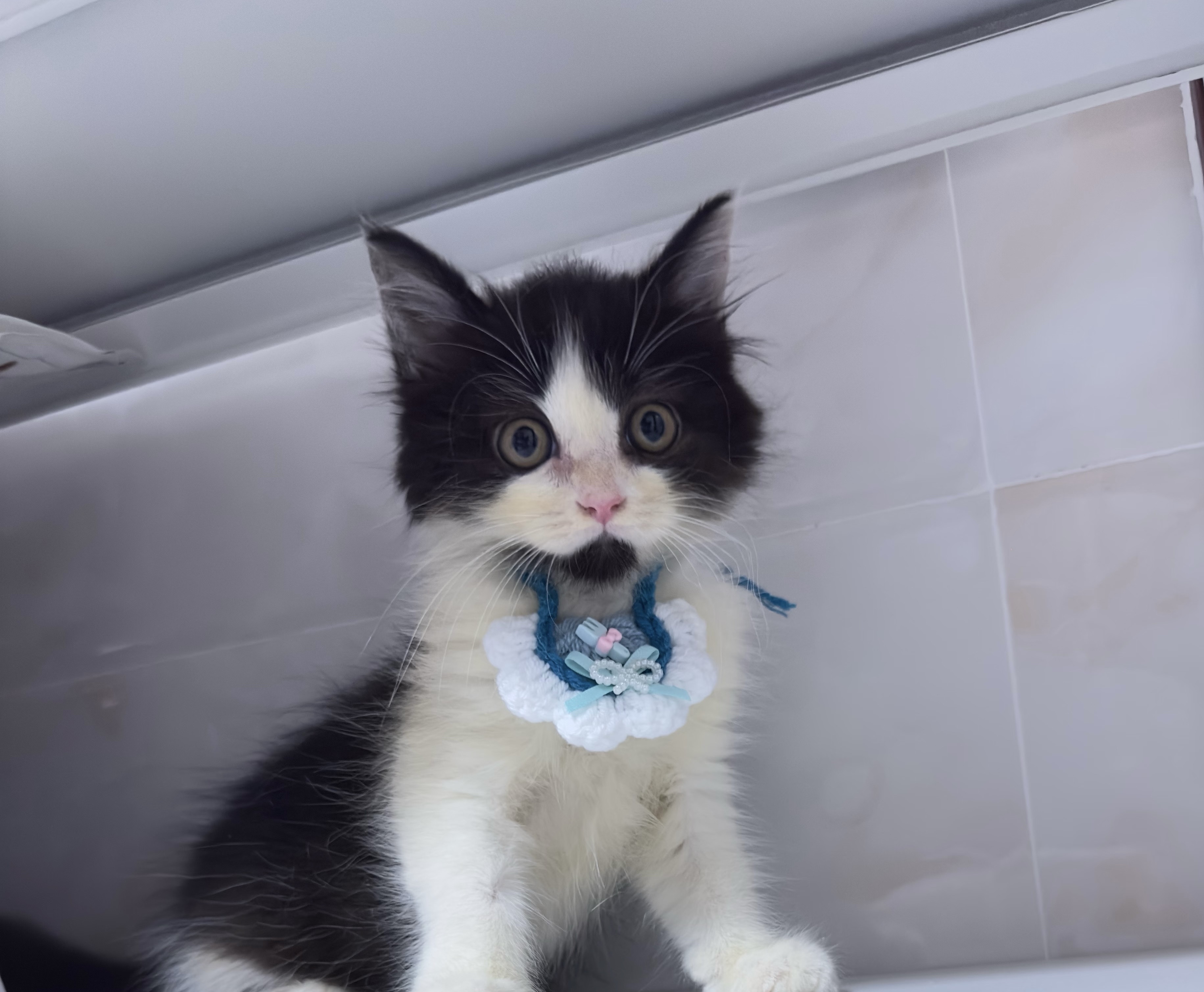 Katze blickt neugierig in die Kamera